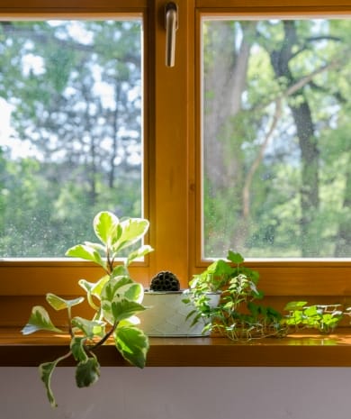 Fenêtre en bois et plante