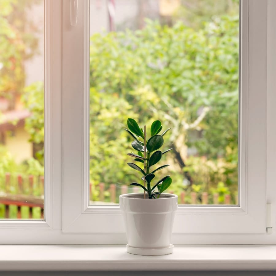 fenêtre avec plante en pot